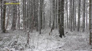 Хрена ли дома делать от 08.11.2020г.