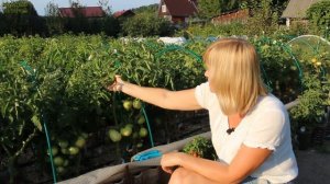 АНТЮФЕЙ F1! ОБЗОР СОРТОВ ТОМАТОВ! Советы от ЗЕЛЕНОГО ОГОРОДА!