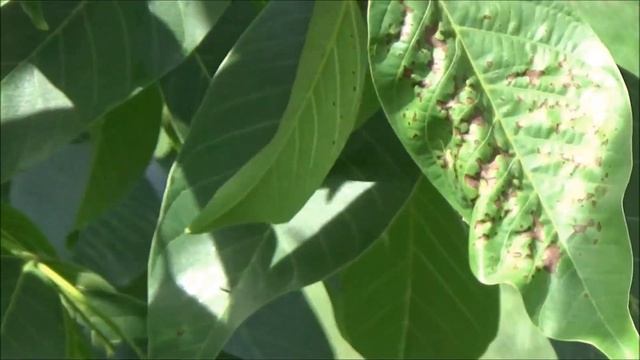 ПОВТОРЕНИЕ Клещи, болезни и вредители. Эффект обработки АЛЬЕТТом против бактериального ожога. смотреть онлайн