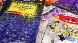 Как вырастить дельфиниум из семян