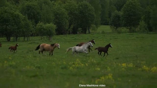 Akhal-Teke horses herd/ Табун ахалтекинских лошадей смотреть онлайн
