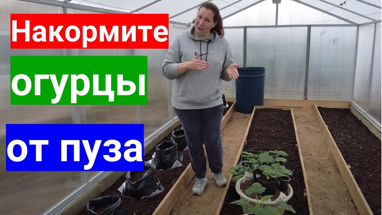Бешенный рост завязей огурцов гарантирован, если подкормить огурцы до и после высадки в теплицу