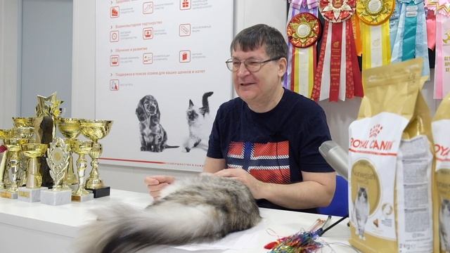 НОРВЕЖСКАЯ ЛЕСНАЯ.ПРЕЗЕНТАЦИЯ ПОРОДЫ. смотреть онлайн