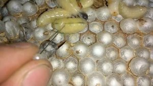 Шок! Вскрываем гнездо шершней. С живыми шершнями