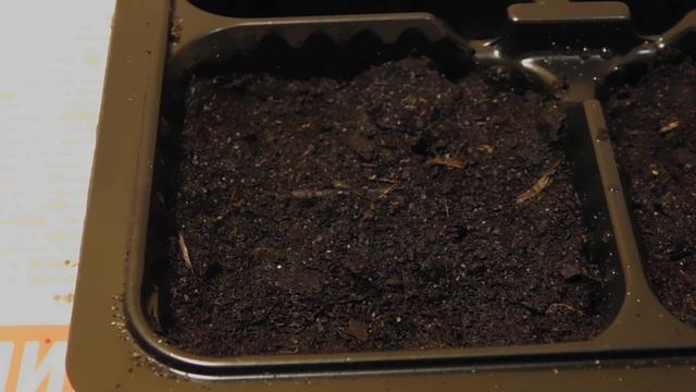 Песчанка горная из семян в домашних условиях.