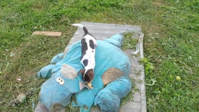 Как я кормлю своих собак / купить Щенка  ЧИХУАХУА продаю / питомник РКФ Мари Мистик #КОРМЛЕНИЕ ЧИХУ