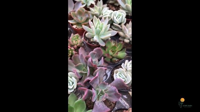 KIT 30 ECHEVERIAS VARIADAS R$ 100,00 смотреть онлайн