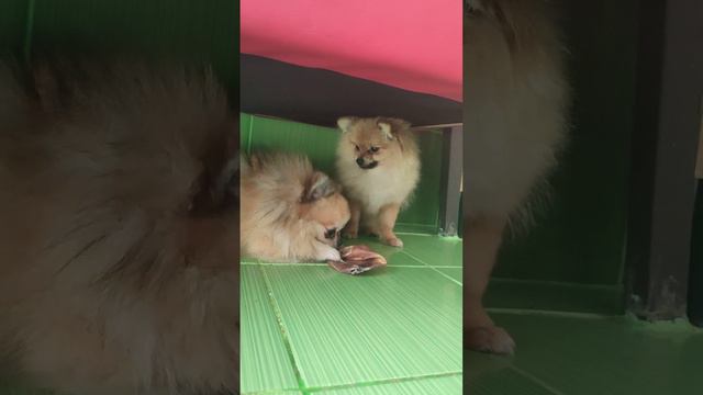 Продажа😃Питомник Йорк & Шпиц.Elite Pets,Крым, Евпатория 🌞Вопросы+79788972514 Доставка возможна 🥰 смотреть онлайн