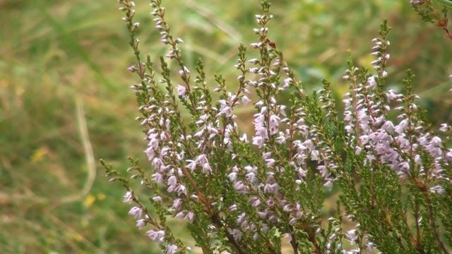 Sony HXR MC2000 Depth Of Field Test смотреть онлайн