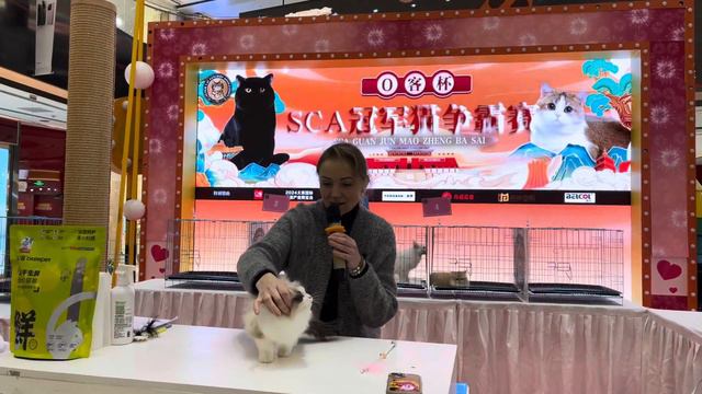 Ragdoll show-judgement. Экспертиза - порода Рэгдолл. #аннарудаковакошки #annarudakova #catshow смотреть онлайн