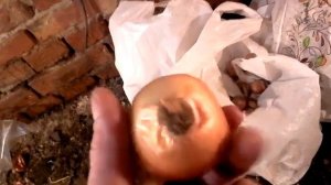 ЛУК НА ПЕРО ,БИЗНЕС В ПОДВАЛЕ