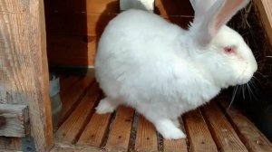 Крольчиха после окрола, оптимальное количество крольчат