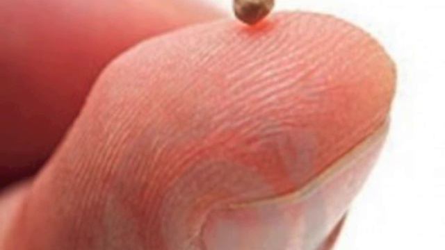 Come Granello di Senape - testo e musica © Erika Bellucci смотреть онлайн