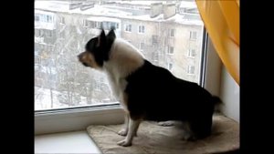 Тося лает на окошке и терзает зверика