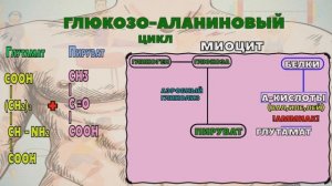 Глюкозо-аланиновый цикл(цикл Кэхилла)
