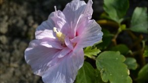 Сирийский гибискус. Как купить саженцы садового гибискуса