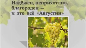 Августин (Плевен) виноград