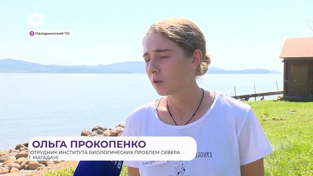 2-я Всероссийская школа молодых ученых – морских биологов состоялась на берегу залива Восток смотреть онлайн