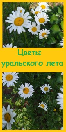 Начало лета, цветники только начали распускаться, ждем дождей
#дача #огород #garden #сад