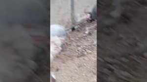 миф или правда о цесарках