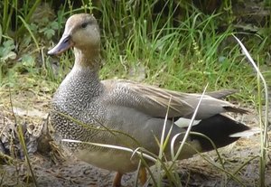 Серая утка, (лат. Mareca strepera) 25.05.2022