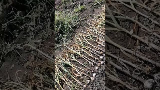 Вытаскиваем чеснок. Как зарабатывают на селе на чесноке.