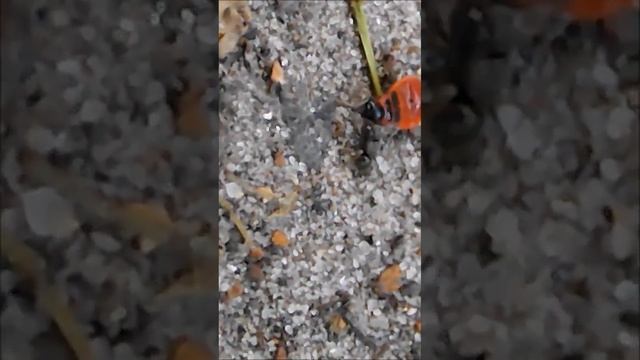 Ant and lavra Firebug / Муравей и личинка клопа солдатика #shorts смотреть онлайн