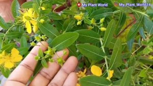 Hypericum best care and growing tips/ hypericum flower / Permanent plant