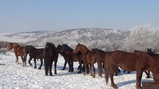 Жеребцы ждут случного сезона смотреть онлайн