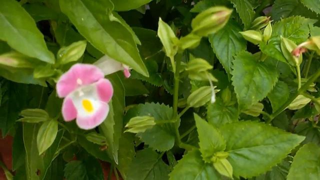 Torenia fournieri (bluewings flower) смотреть онлайн