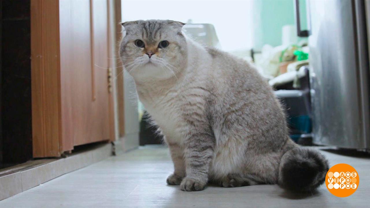 Я несу с собой кота... Доброе утро. Фрагмент выпуска от 13.09.2023