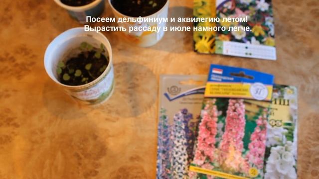 Дельфиниум сеем летом. Посев и выращивание рассады дельфиниума и аквилегии в июле.