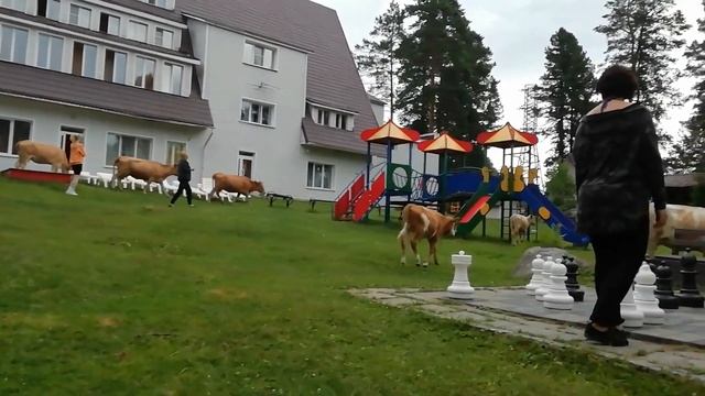 Коровы ворвались к отдыхающим / Теленок Шахматист смотреть онлайн