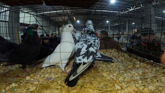 Ярмарка голубей МОСКВА 27 02 21 смотреть онлайн