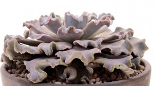 Echeveria 'Crispate beauty'