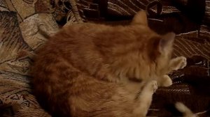 Как долго кошки могут вылизывать себя