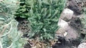 Туя - кладбищенское дерево