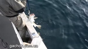 Морская рыбалка на севере