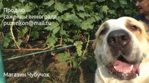 Кишмиш Валентино - ранний кишмиш на участке Пузенко Натальи Лариасовны