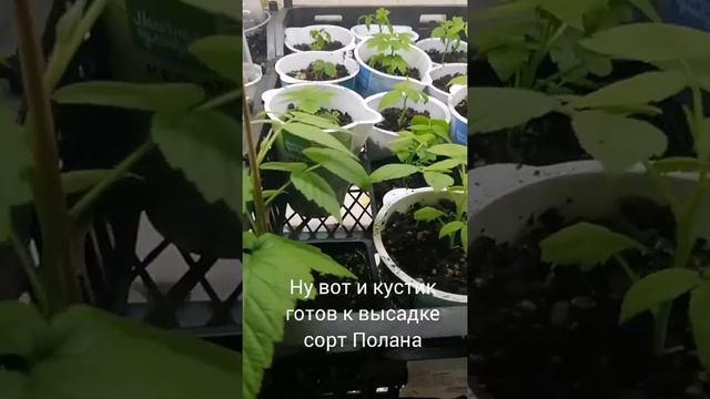 Малина сорт Полана от и до