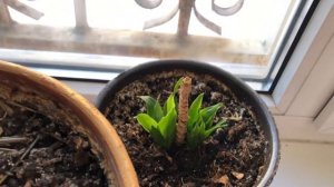 Хамедорея цветет