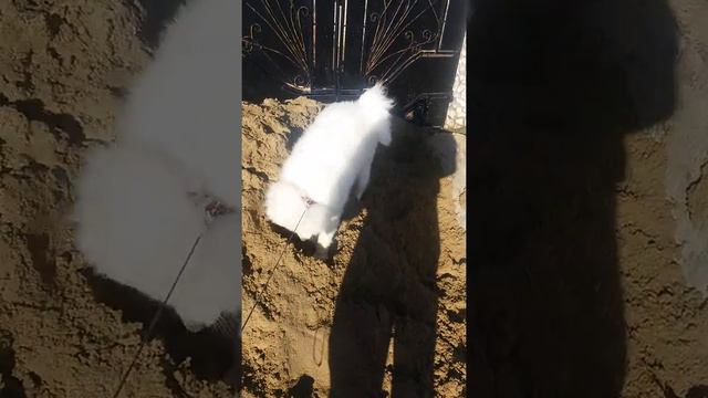 Самоедская лайка в песке