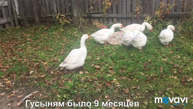 История содержания гусей Линда крупная/ по многочисленным просьбам/что да как и с чего я начинала смотреть онлайн