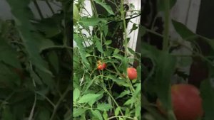 Уход за помидорами в теплице. Как часто нужно поливать помидоры и почему корни овоща на поверхности