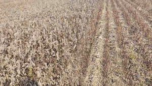 Уборка фацелии на семена.