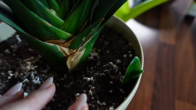 żeby kliwia zakwitła, automatyczne nawadnianie смотреть онлайн