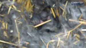 кролики выращивание выращивание кролей дома кролики как выращивать огород сад розарий цветник