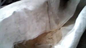 Кормление дробленкой по ситуации.