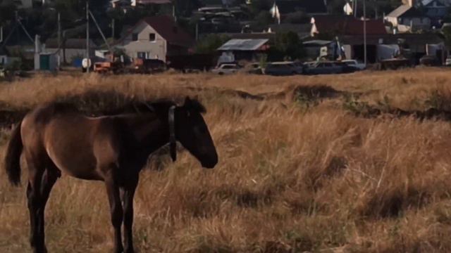 г. Котово, Волгоградская обл.(20.08.23) смотреть онлайн