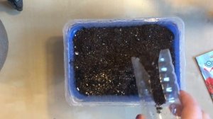 Георгины из семян